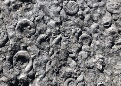 Dalle aux ammonites, Digne-les-Bains - Août 2020