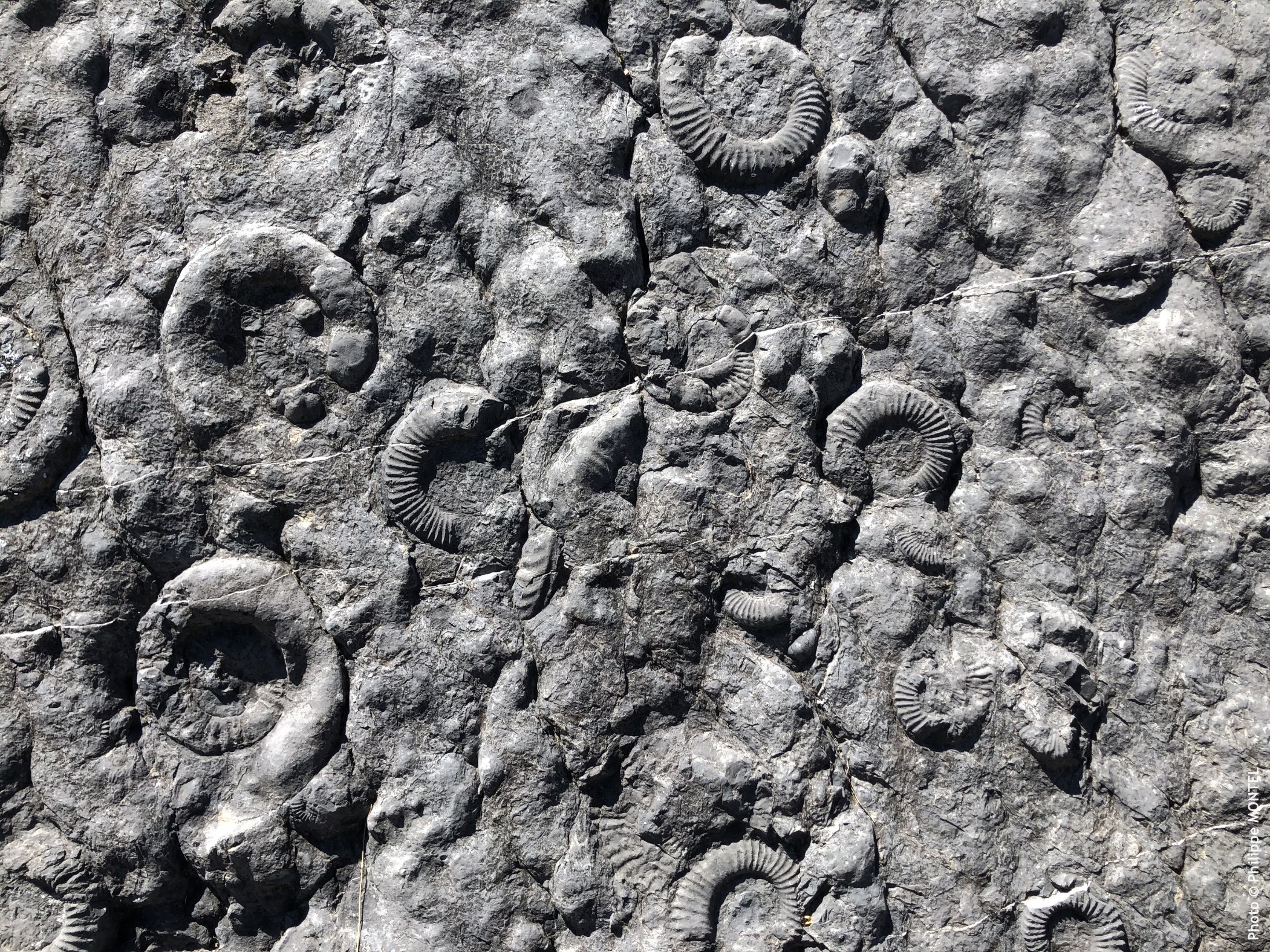 Dalle aux ammonites, Digne-les-Bains