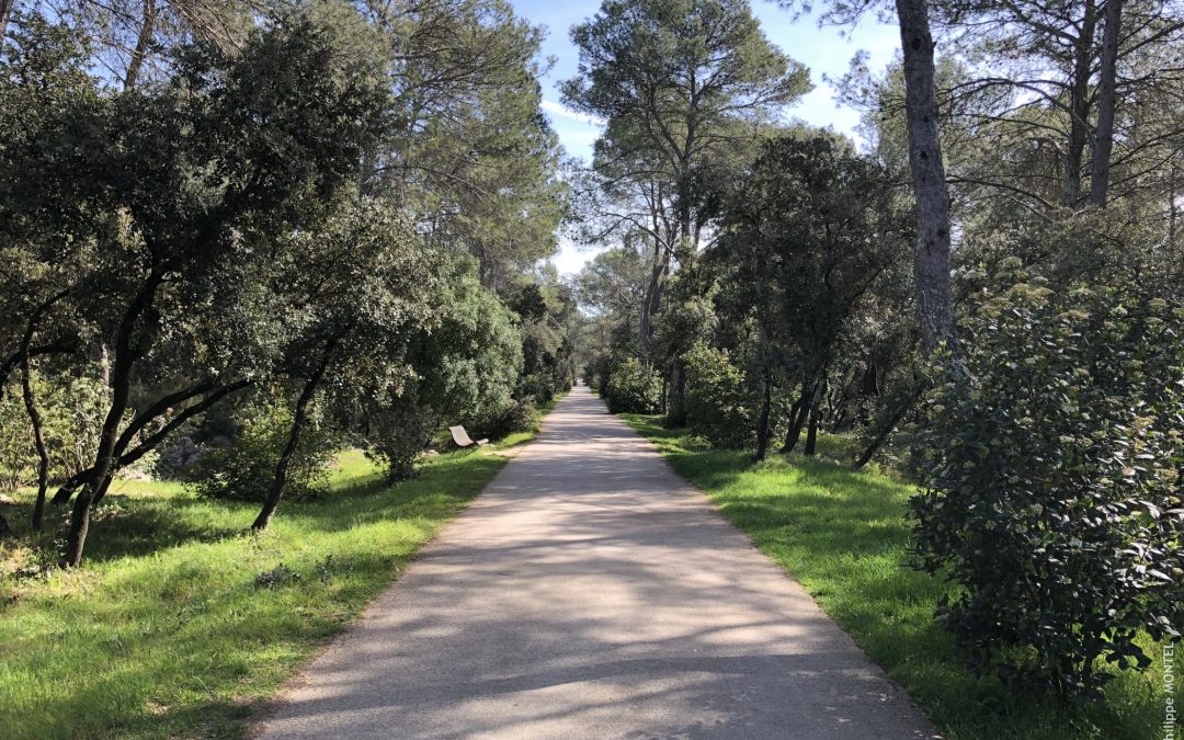 Bois de Montmaur, Montpellier - Mars 2019