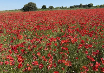 Champ de coquelicots, Saint-Aunès - Mai 2026
