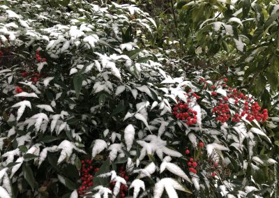 Jardin sous la neige, Vendargues – Février 2018