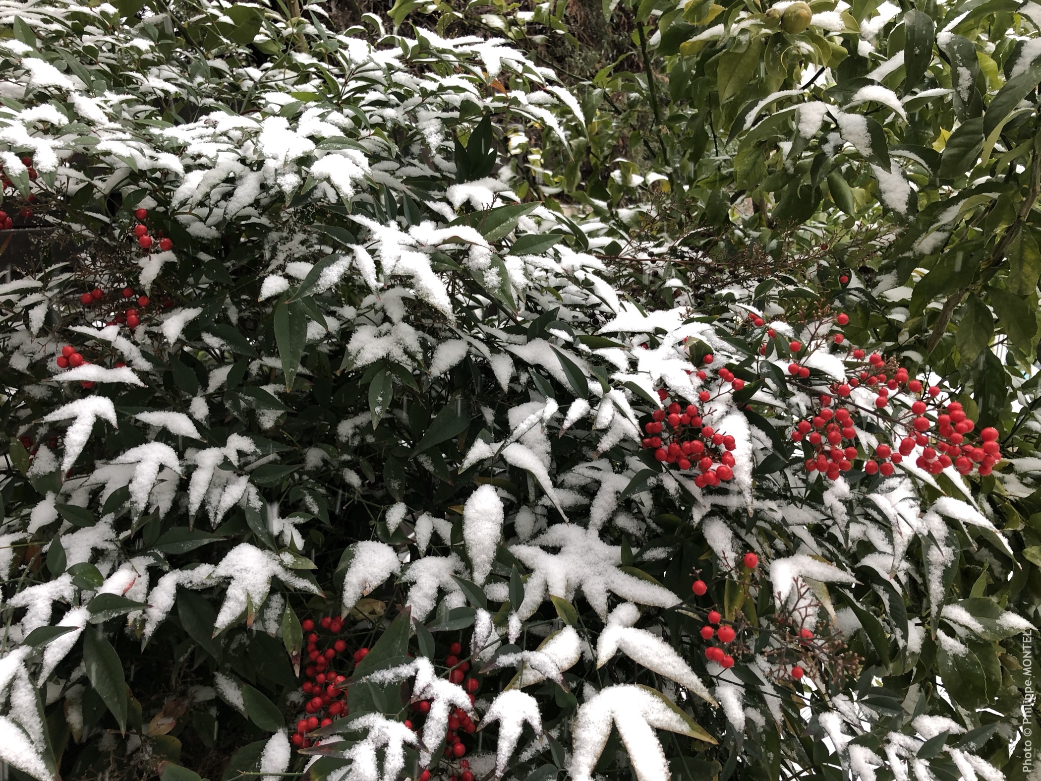 Jardin sous la neige, Vendargues