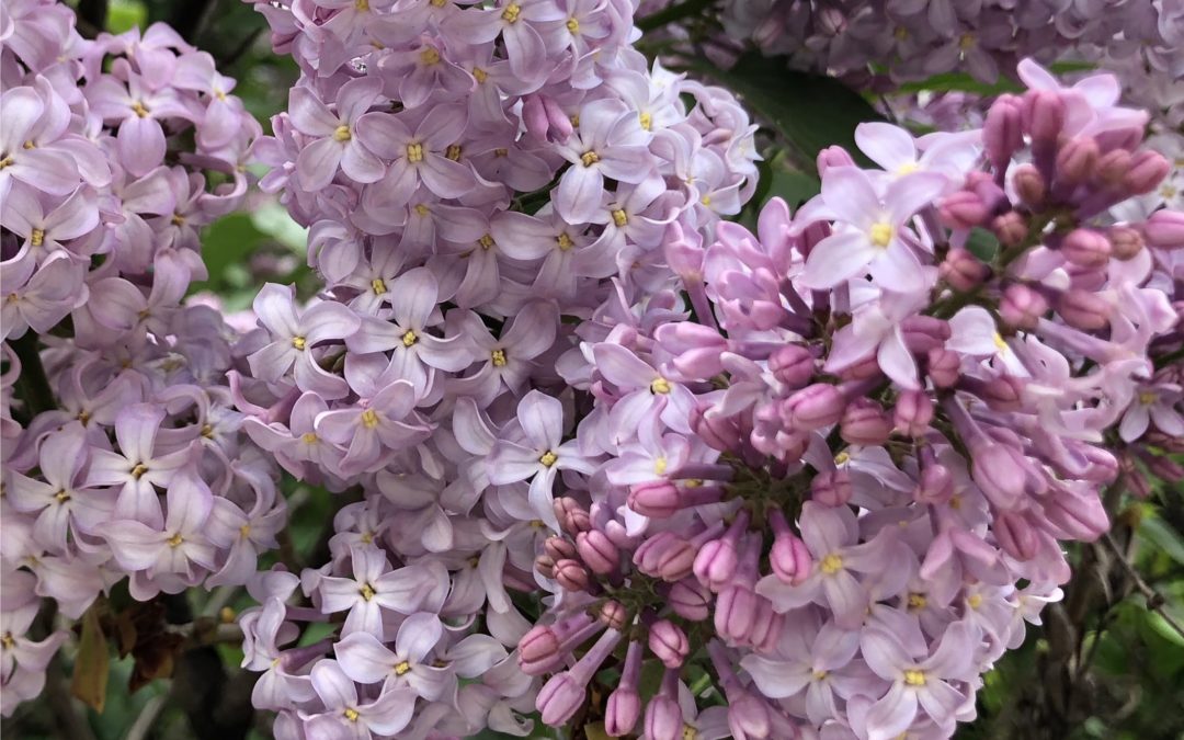 Lilas couleur… lilas, Vendargues - Avril 2020