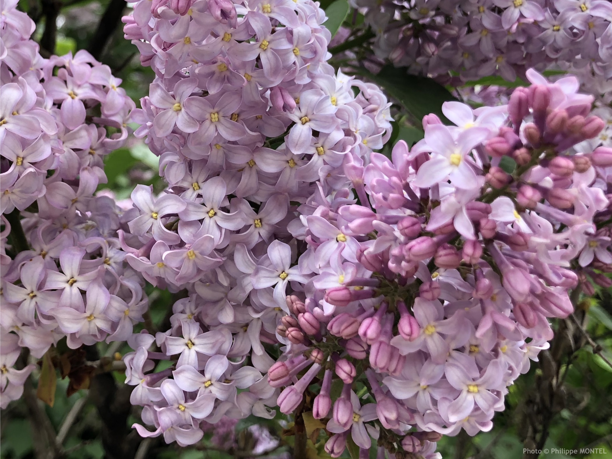 Fleurs de lilas, Vendargues