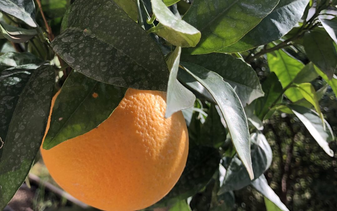 Comme la soif croit à l'orange, Vendargues – Novembre 2020